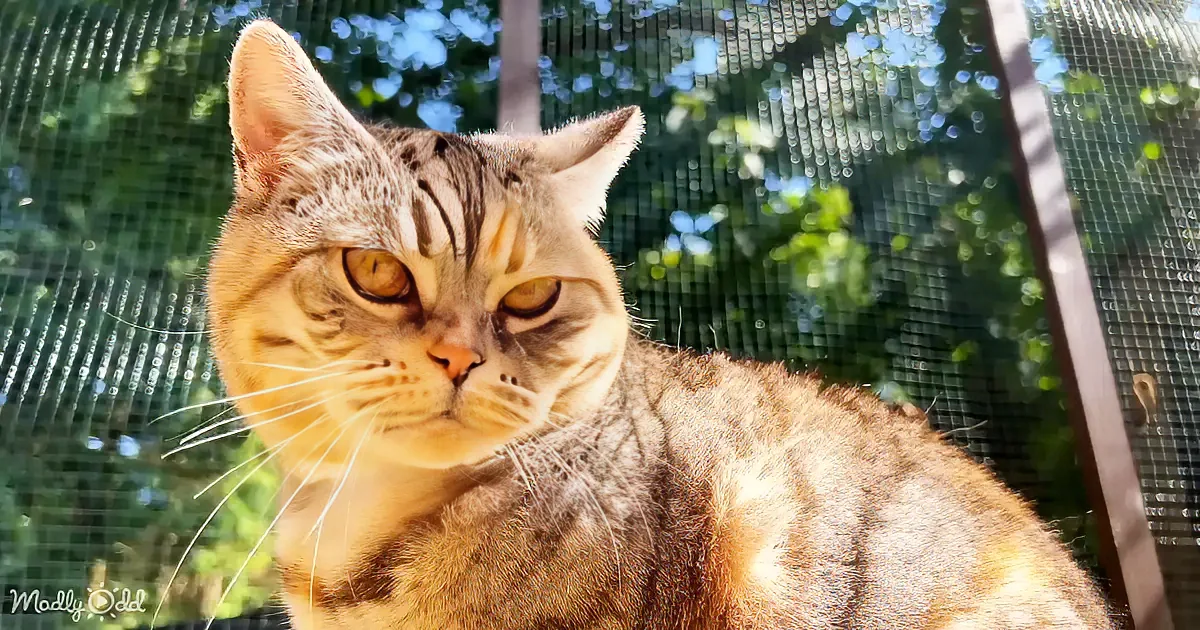 A tabby cat with striking yellow eyes sits outdoors, gazing directly at the camera.