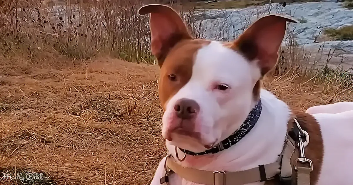 A brown and white dog with perked ears and a harness stands outdoors, looking slightly to the side.