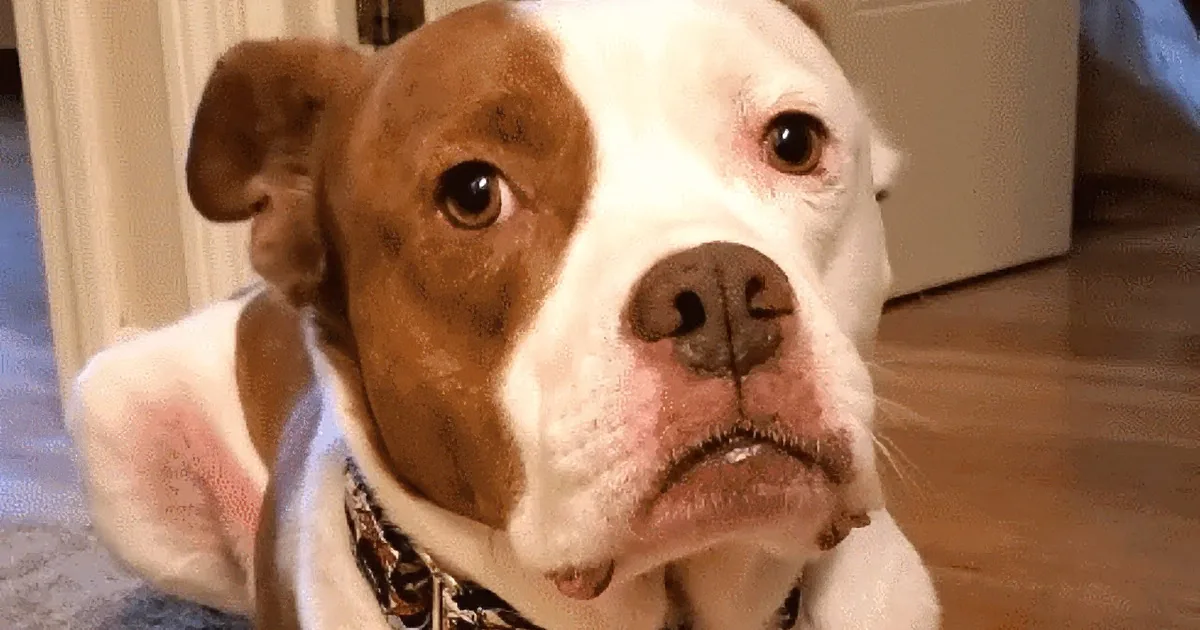 Dog Dumped at Shelter for Having Allergies Gets a Second Chance at Love