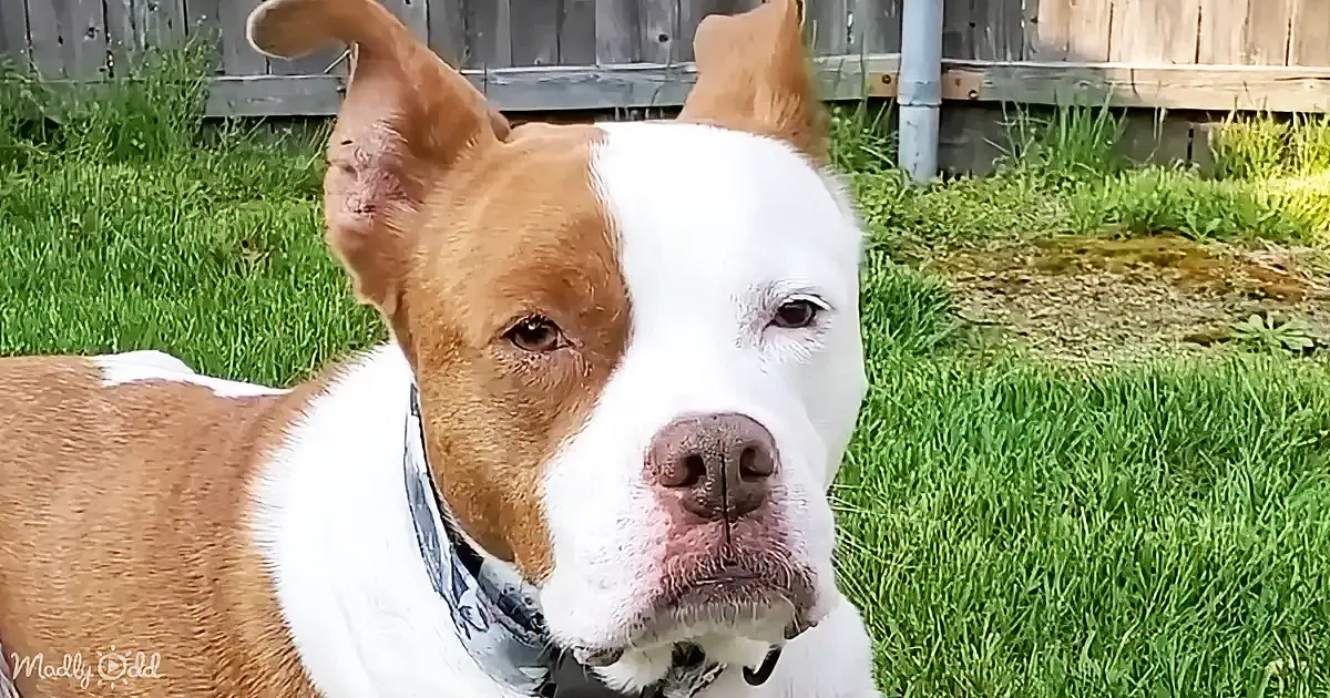 A brown and white dog with a white face and a bandana sits in a grassy yard, looking directly at the camera.
