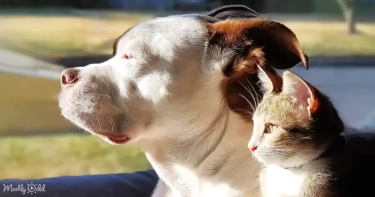 A dog and a cat sit together, both looking to the side, bathed in sunlight.