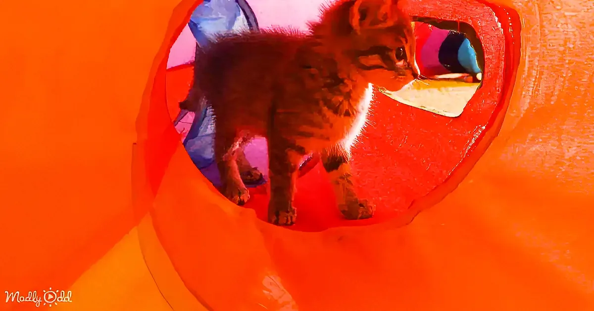 A curious kitten explores a vibrant orange tunnel with a blue toy inside.