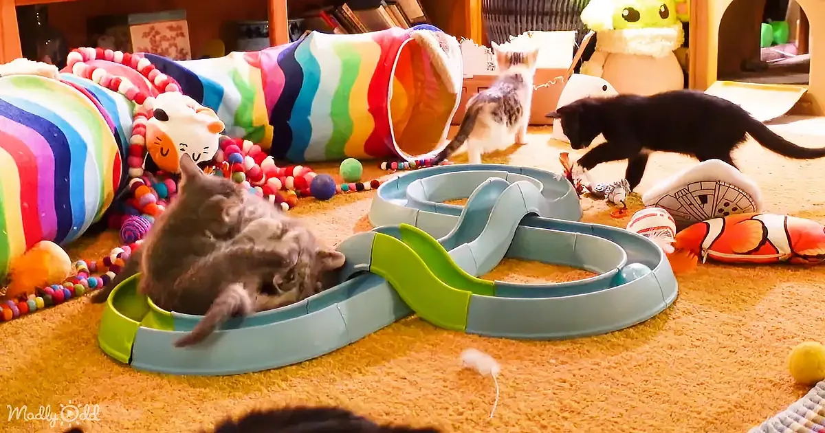 Three kittens play with toys in a colorful indoor play area, surrounded by balls and tunnels.