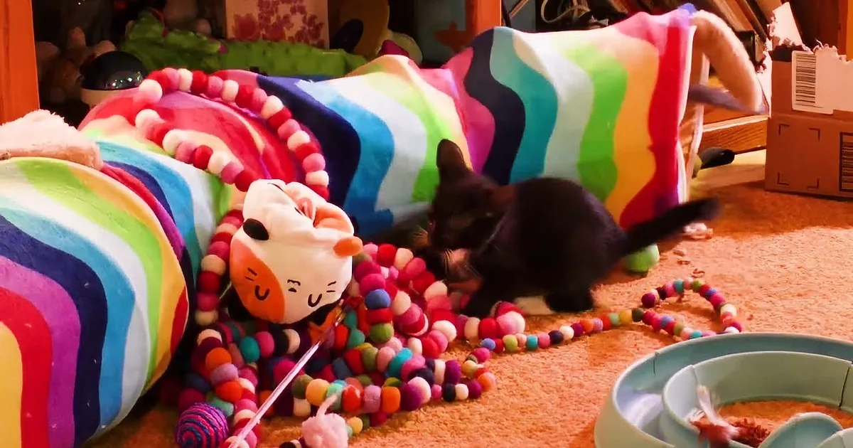 Playful Antics of Four Rescue Kittens Will Melt Your Heart
