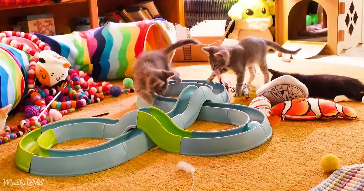 Two kittens explore a colorful play area with toys and a race track on a carpeted floor.