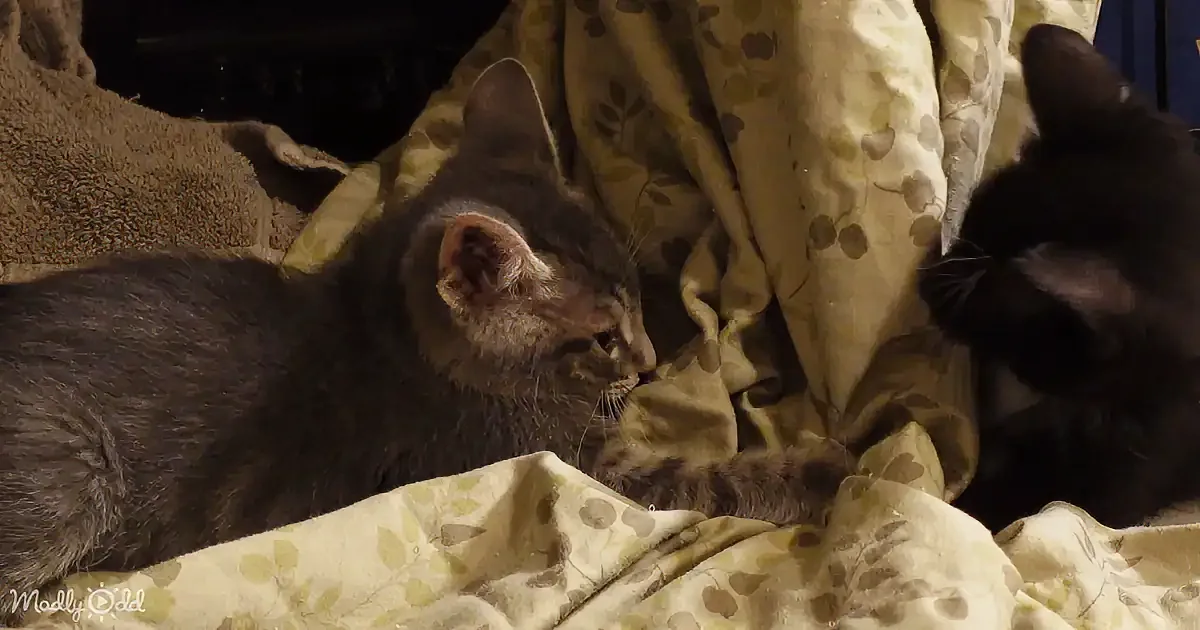 A gray tabby kitten lies on a floral-patterned blanket, looking at a black cat nearby.