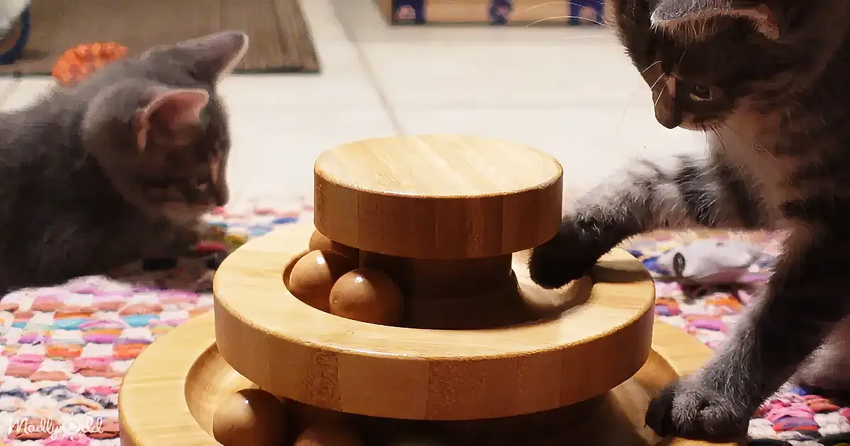 Two kittens investigate a wooden ball maze on a colorful mat.