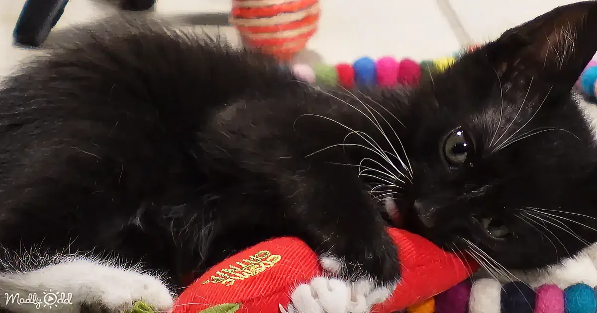 A black kitten with white paws rests on a red toy, surrounded by colorful objects.