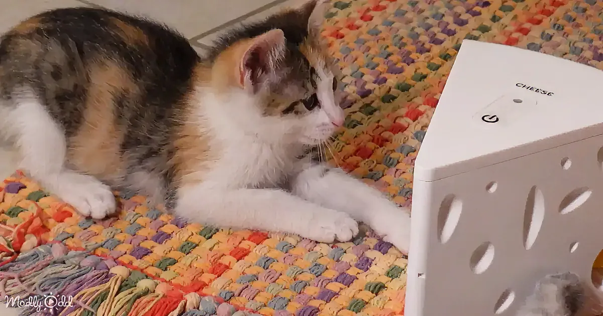 A calico kitten lies on a colorful rug, gazing at a white box labeled "CHEESE."
