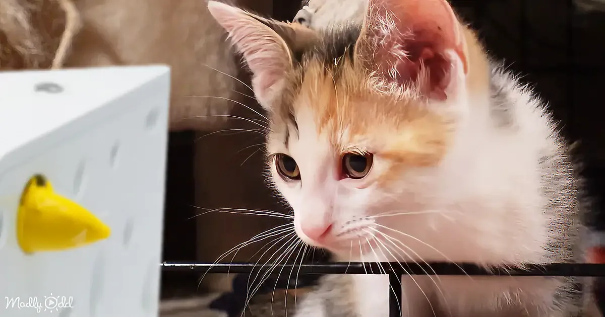 Journey Through Life With 20 Rescue Kittens Unfolds a World of Joy