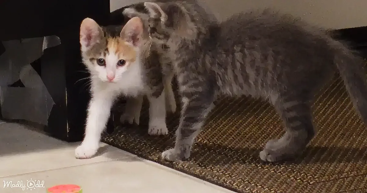 Two kittens, one calico and one tabby, are standing on a textured mat, looking forward.