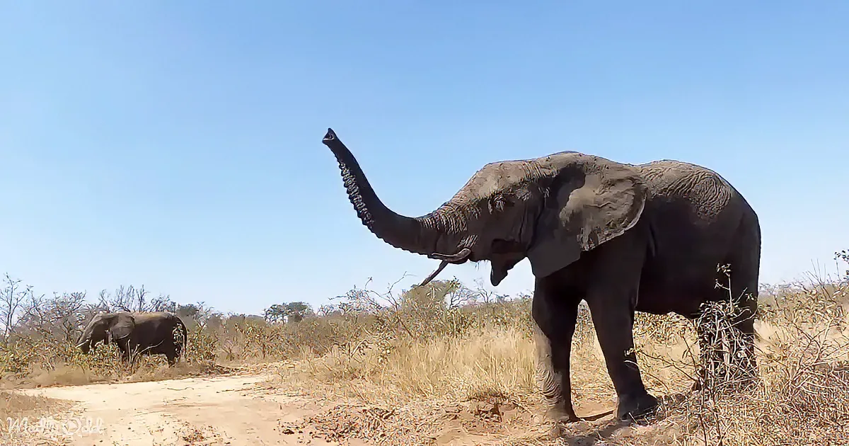 An elephant with its trunk raised high stands in a dry, grassy savanna under a clear blue sky.