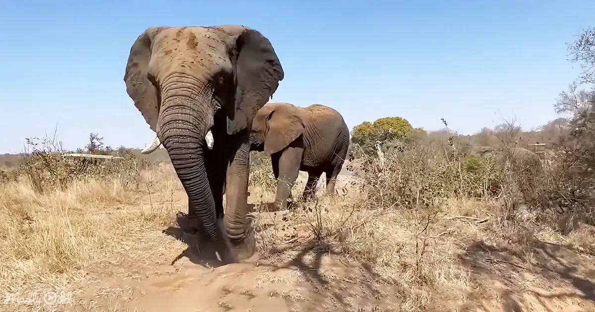 ''Whispers of Giants': Khanyisa, Jabulani's Serene Forest Encounters Mesmerize Many'