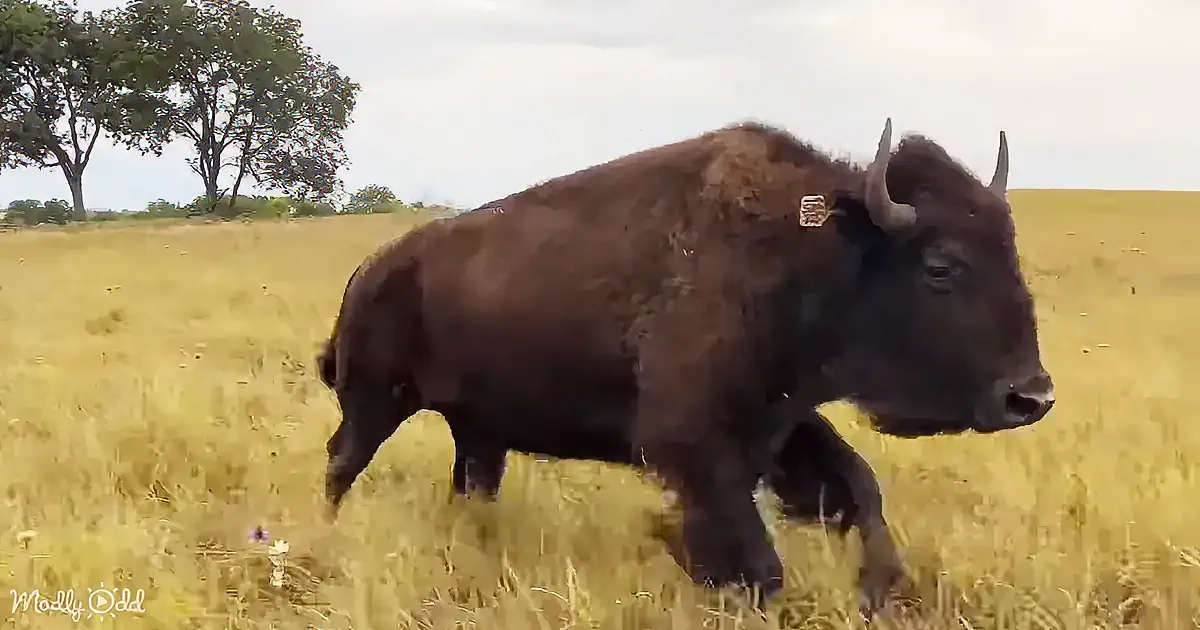 A bison walks through a grassy field with a tree in the background.