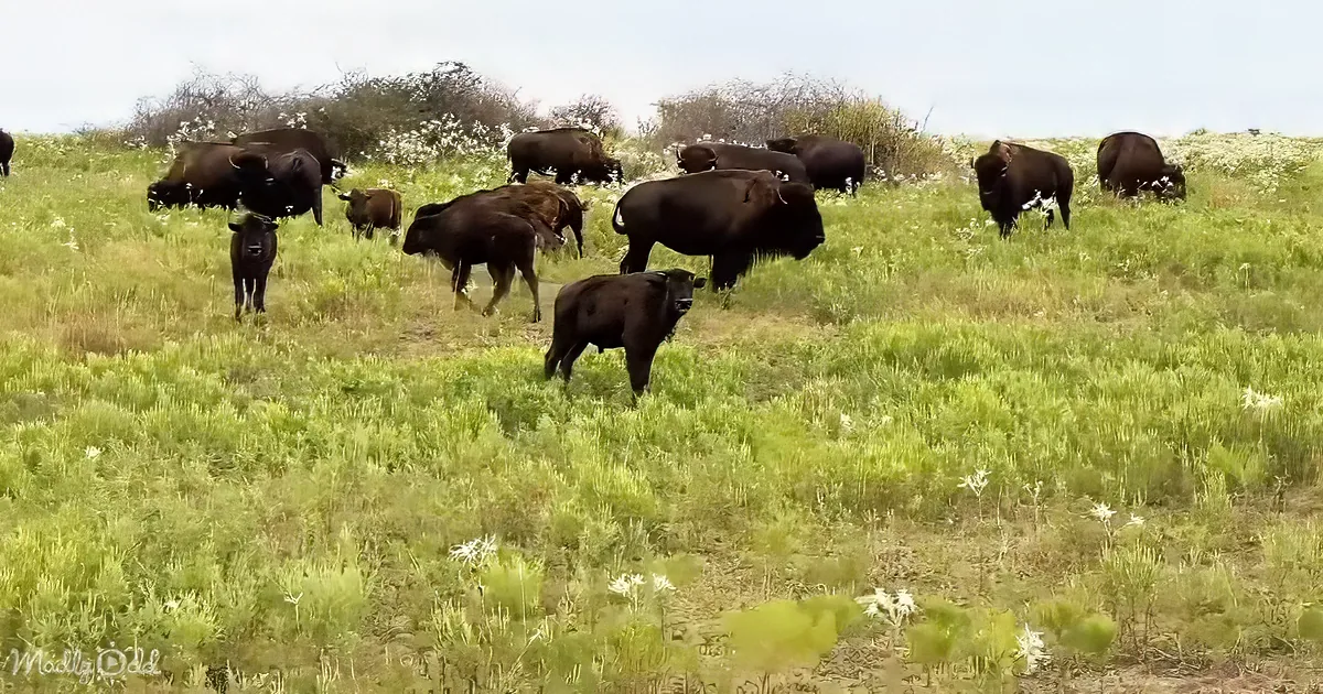 A herd of bison grazes on a lush green field dotted with white flowers under a clear sky.