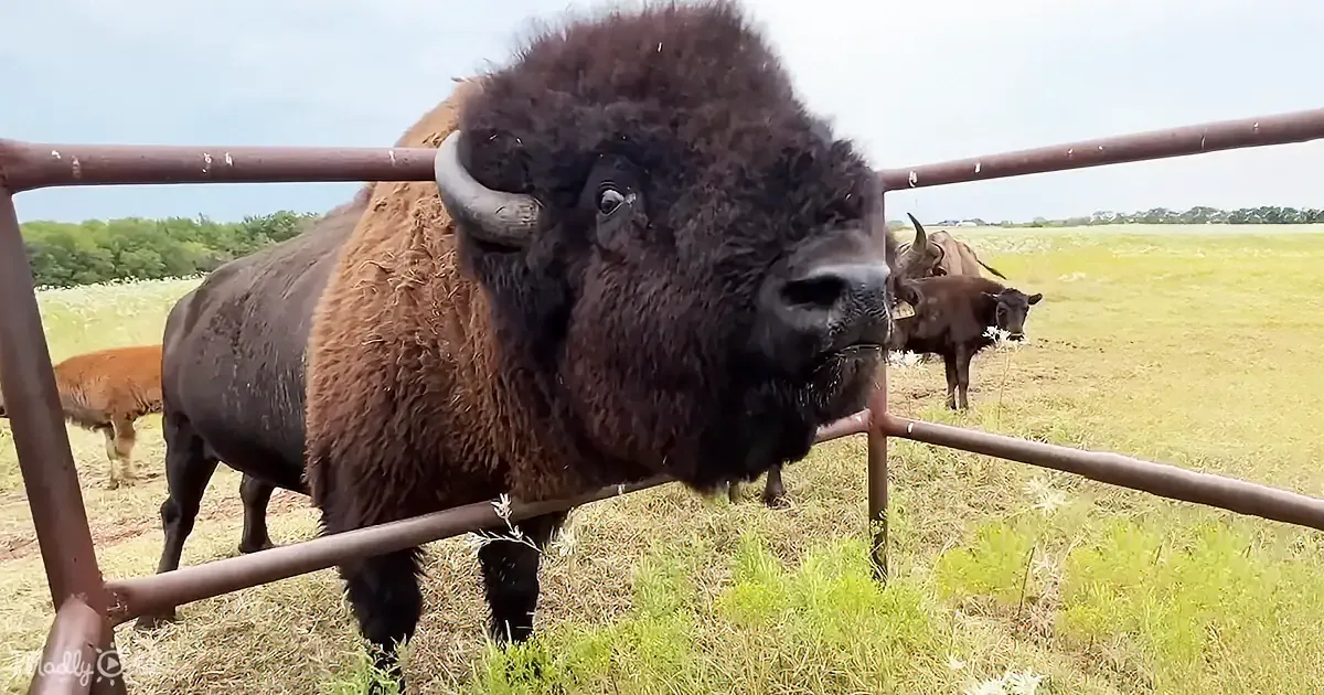 I Let the Herd Roam Free - Did I Make a Huge Mistake?