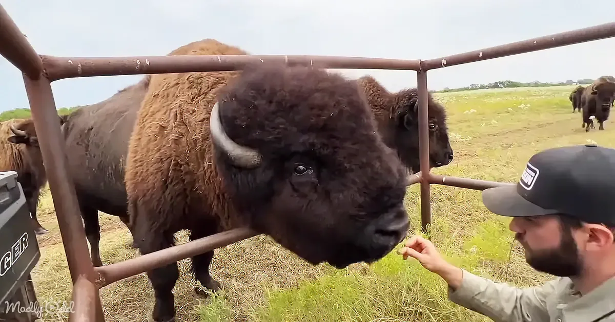 A man feeds a bison through a fence in a grassy field with other bison in the background.