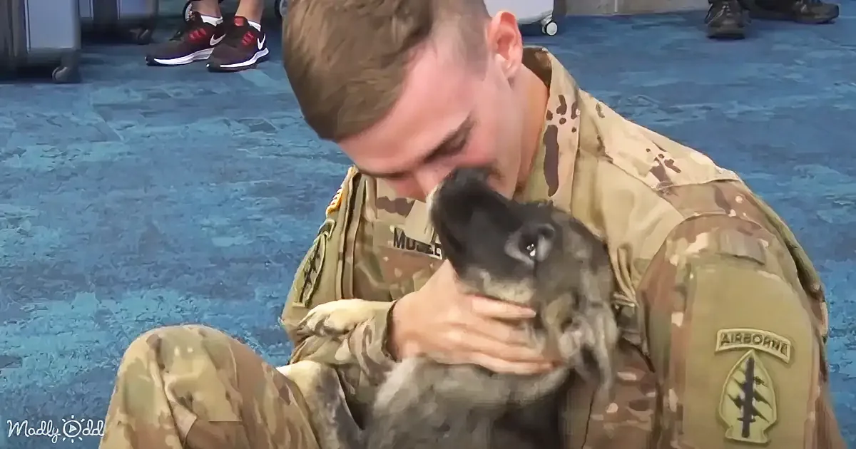 A soldier in uniform is affectionately holding and kissing a small dog.