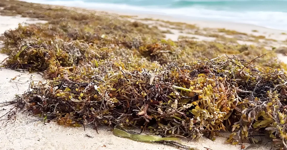 A pile of seaweed on a sandy beach with the ocean in the background.