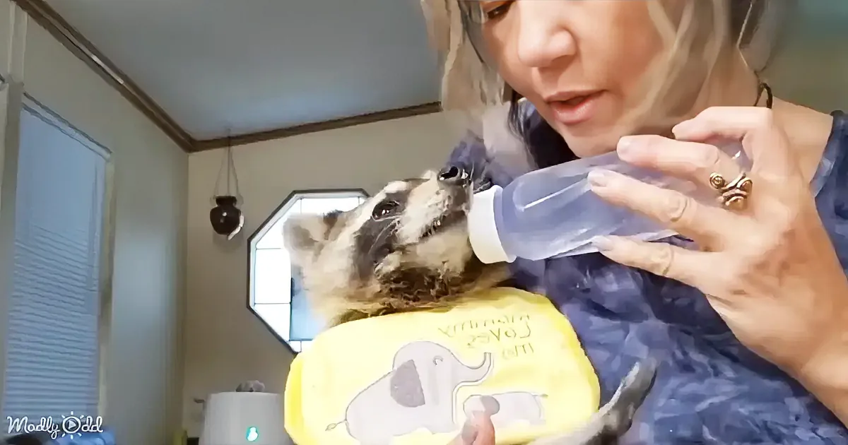 A person is feeding a raccoon with a bottle, wearing a yellow bib.