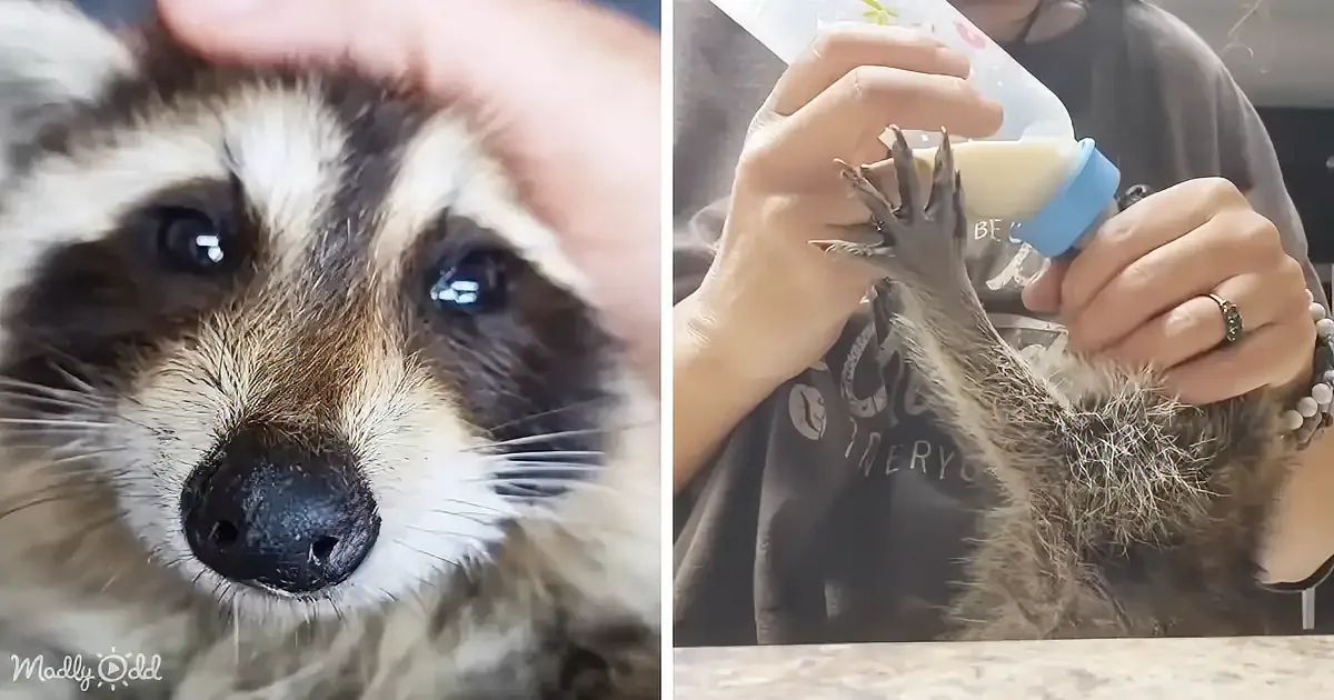 Blind Raccoon Holds Rescuer's Hand and Shows the World What Gratitude Looks Like - Get Ready to Feel Your Heart Grow!