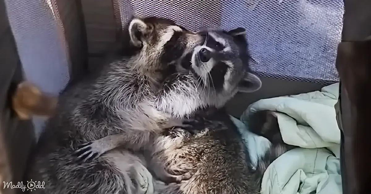 Two raccoons are cuddling and looking up, nestled in a cozy spot with a blue blanket.