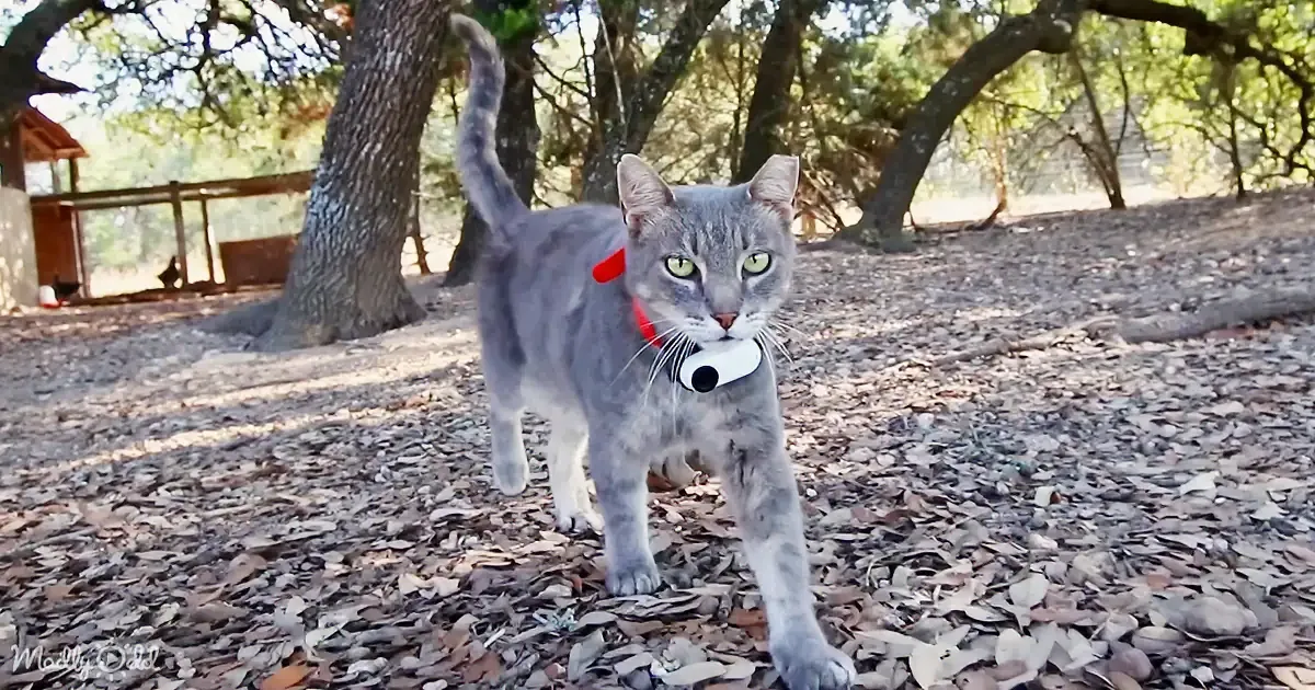 A gray cat with a red collar and bell stands on a leaf-covered ground, surrounded by trees and a wooden structure.