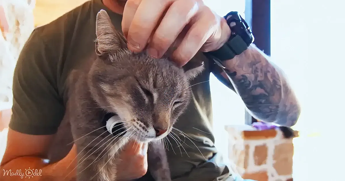 A person pets a relaxed gray cat with closed eyes, wearing a black collar, in a cozy indoor setting.