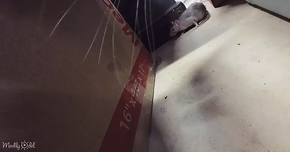 A small gray mouse is peeking out from under a large box on a carpeted floor.