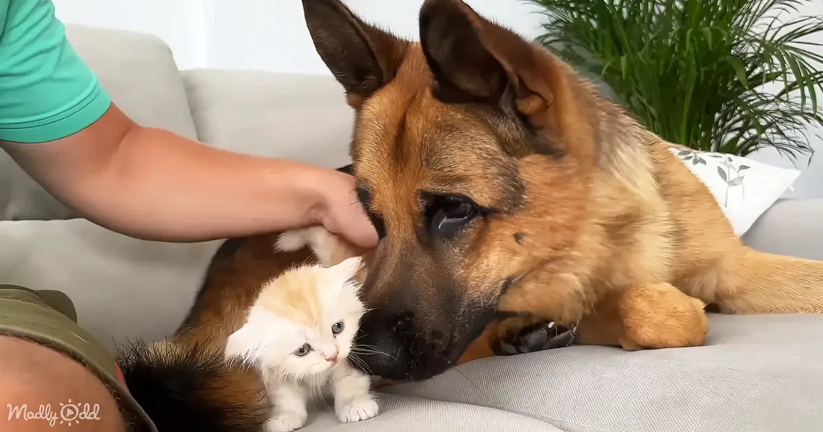 German Shepherd''s First Snuggle With Newborn Kitten