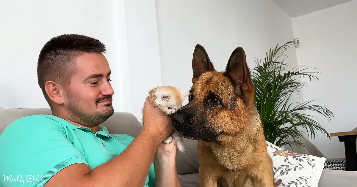 A man holds a kitten near a German Shepherd dog, both appearing calm and curious.