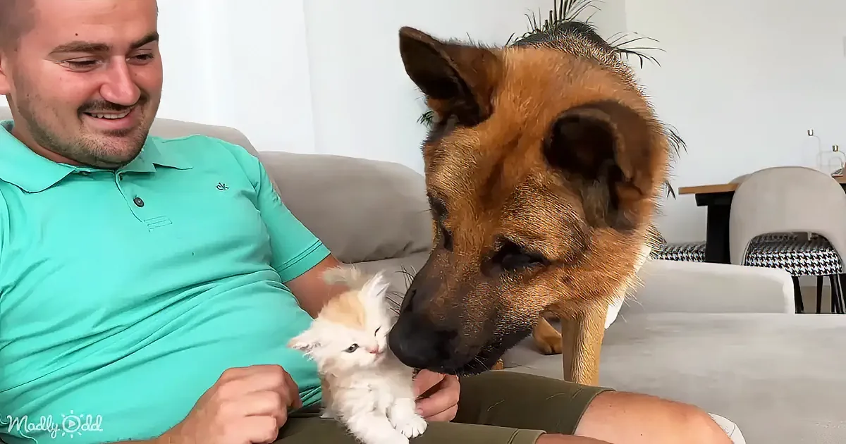 A man in a teal shirt holds a small white kitten while a brown dog sniffs it, both seated on a couch.