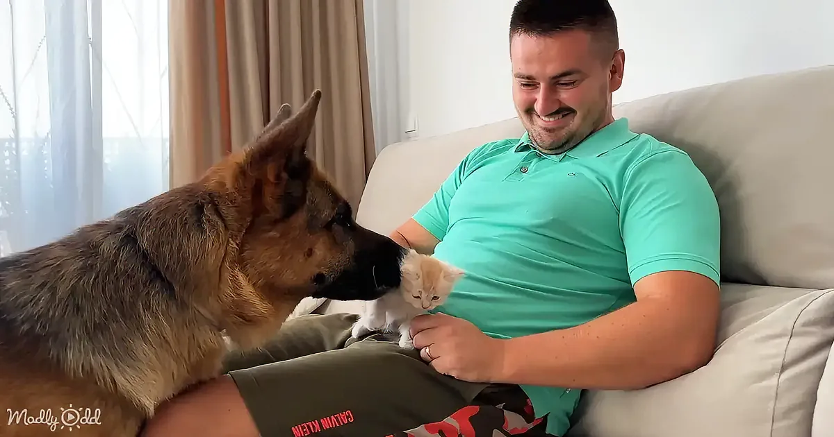 A man in a teal shirt sits on a couch, holding a small kitten, while a German Shepherd sniffs the kitten.