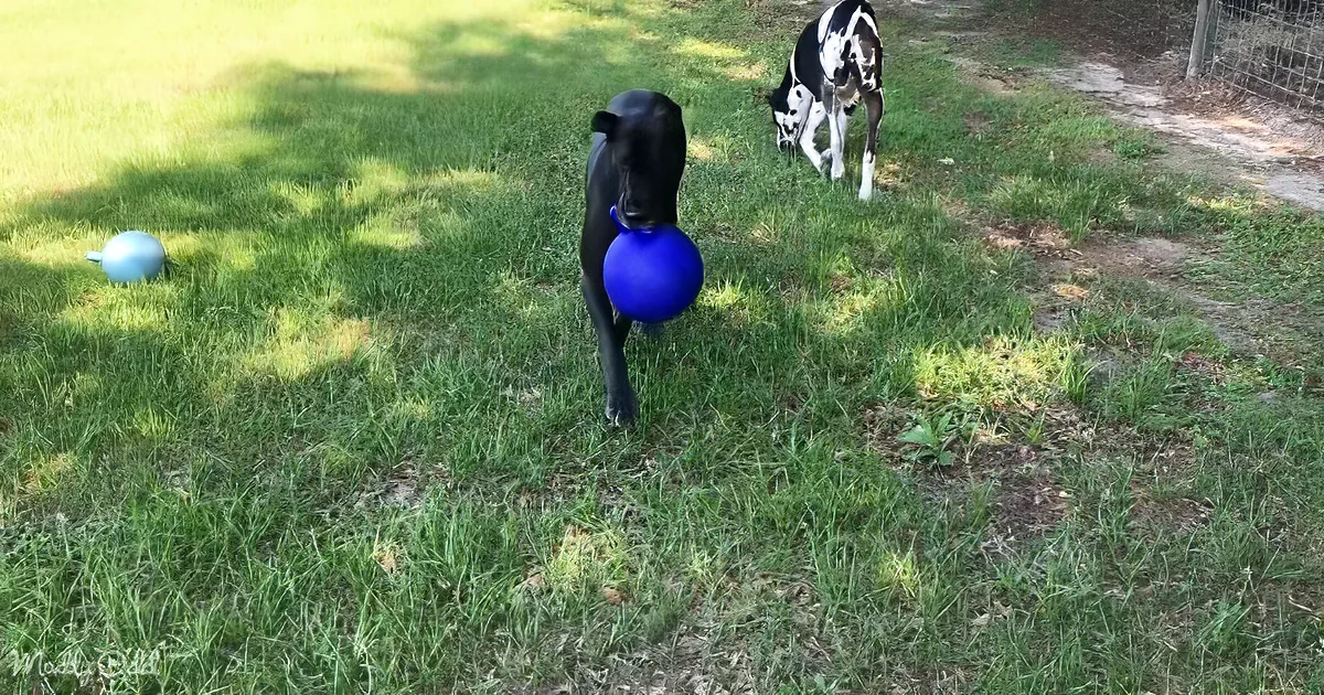 A black dog holds a blue ball in its mouth, standing on grass with another dog in the background.