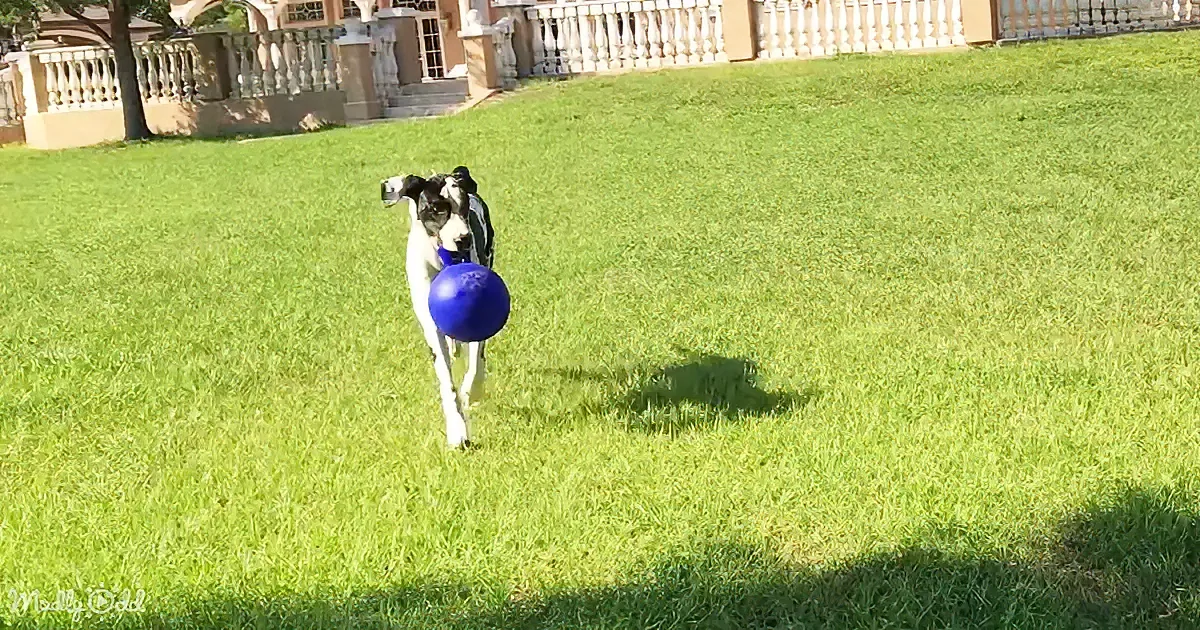 A black and white dog runs across a grassy lawn carrying a blue ball in its mouth.