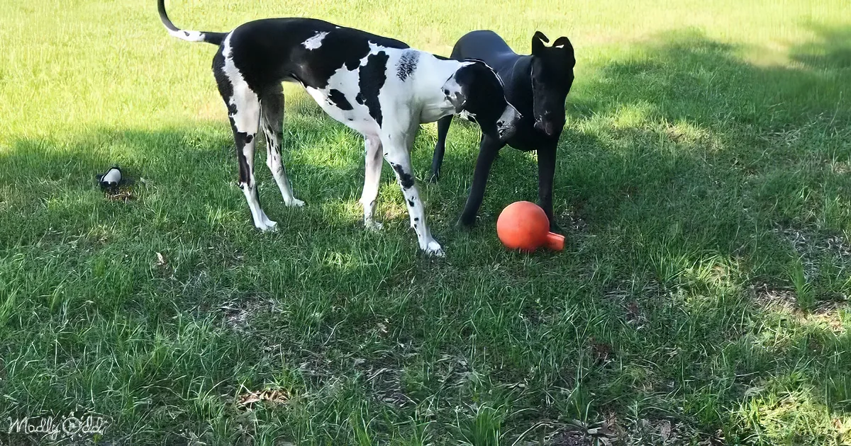 Two dogs, one black and white, the other black, stand on grass near a small orange pumpkin.