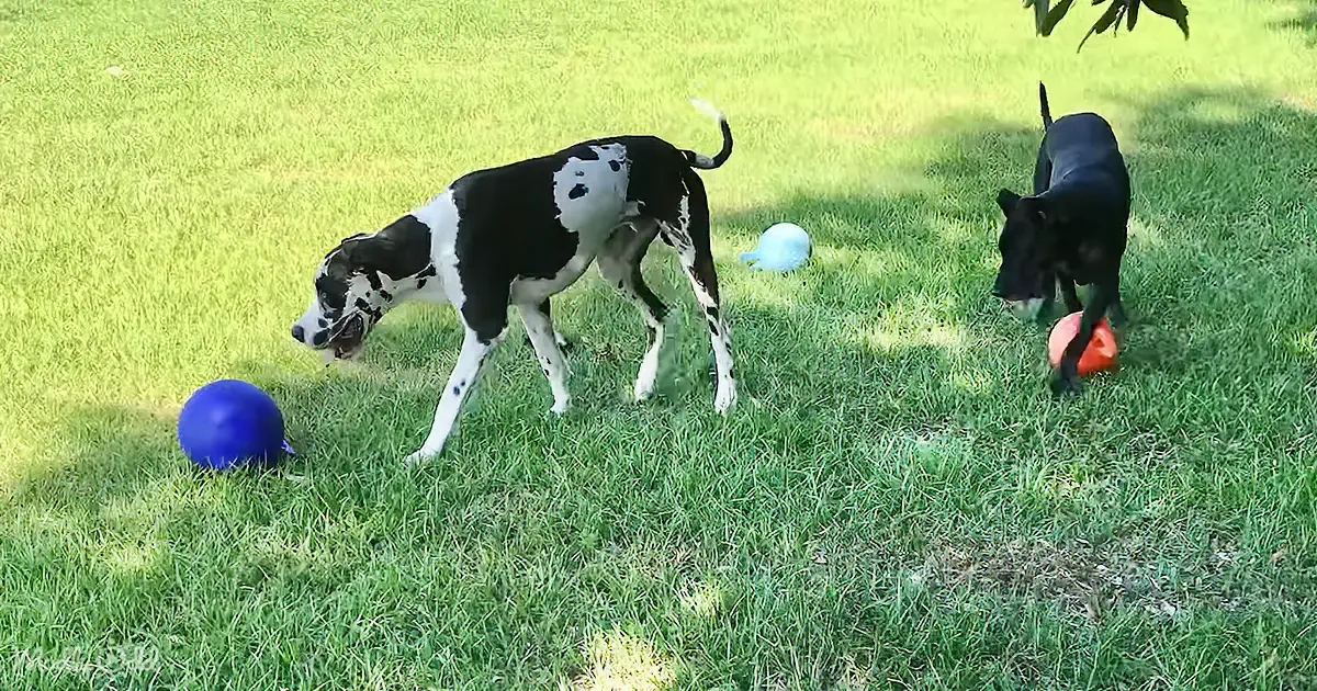 Great Danes' Jolly Playdate Will Make You Smile