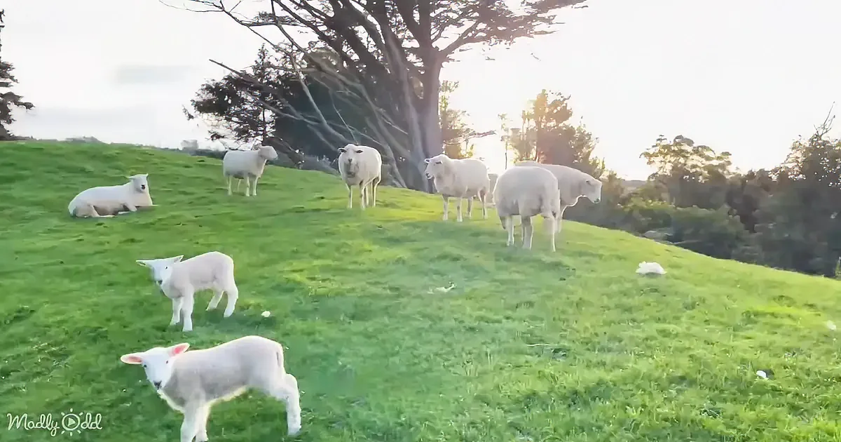 Sheep and lambs graze on a grassy hillside under a tree, with a serene backdrop of trees and sky.