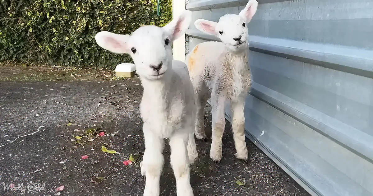 These Rescue Lambs Mistake Their Rescuer for Mom