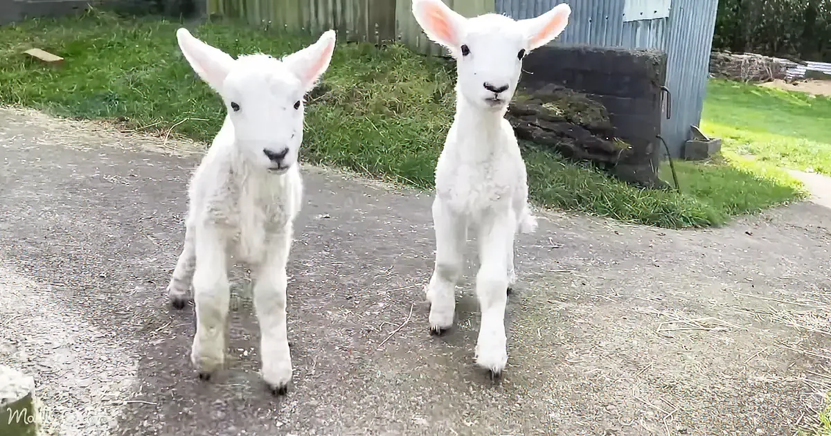 Two fluffy white lambs stand on a dirt path, looking directly at the camera.