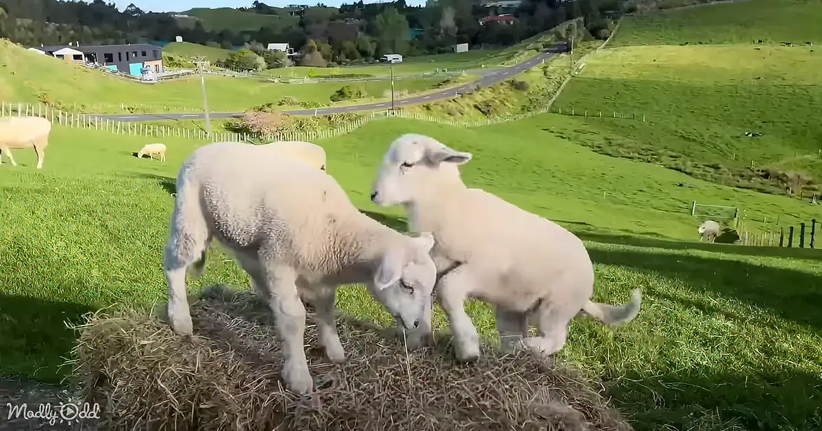 Two lambs are eating hay on a grassy hillside with other sheep and a road in the background.