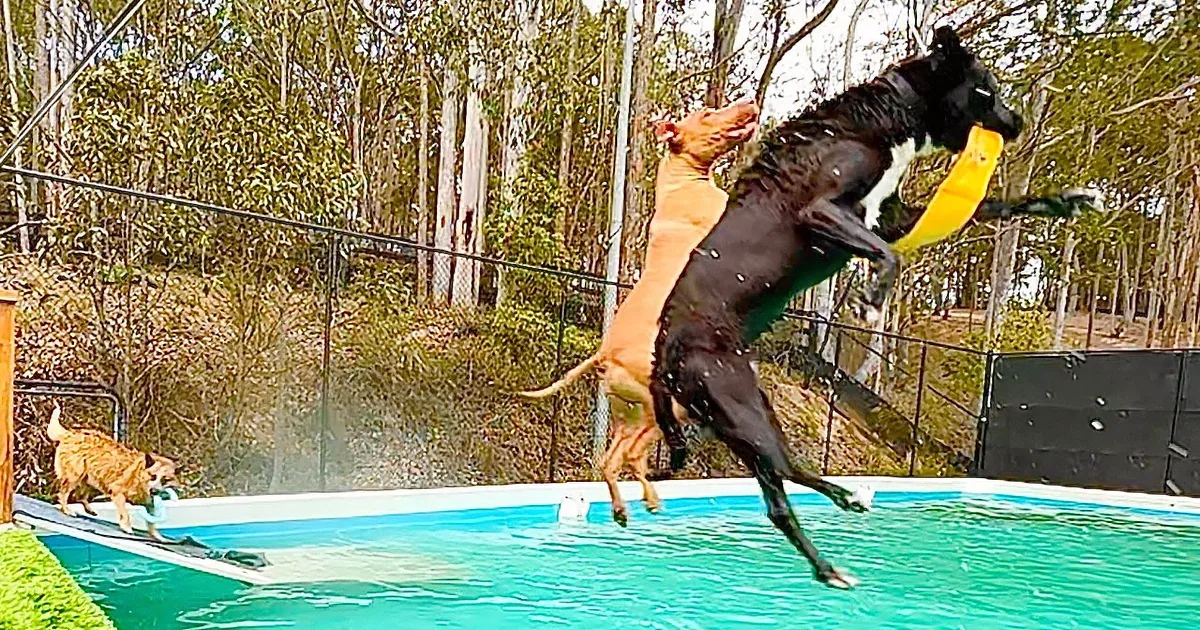 A dog leaps into a pool while another dog watches, with a man and a small dog on the grassy deck.