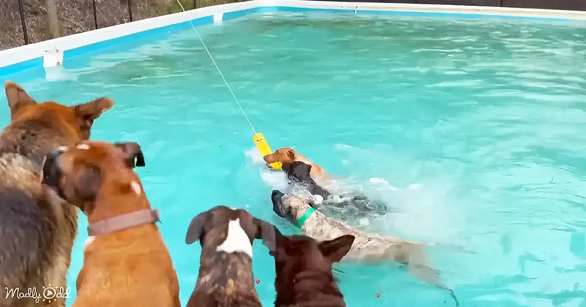 Dogs eagerly watch as one jumps into a pool, chasing a floating toy.