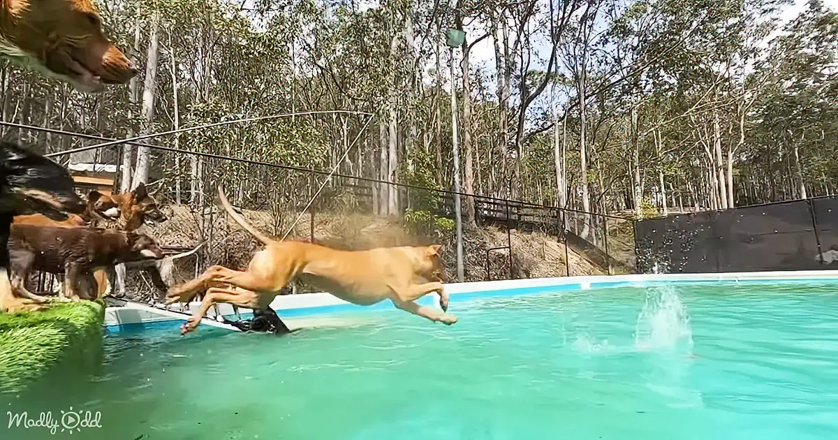 A tan dog leaps into a pool, creating a splash, while other dogs watch nearby.
