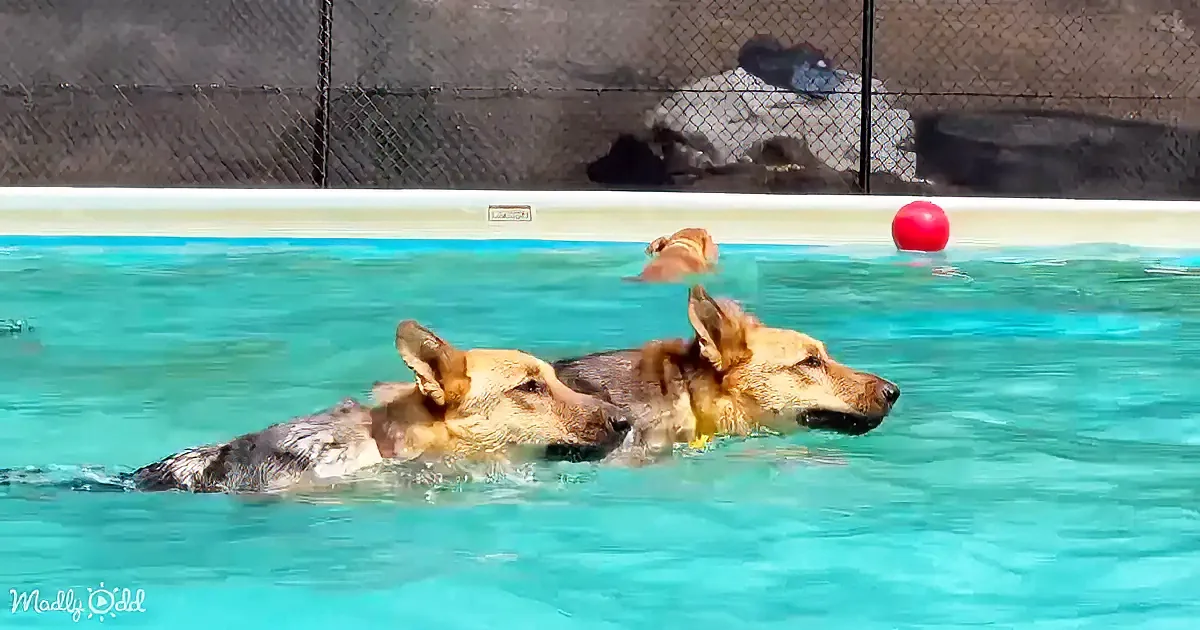Two dogs swim together in a pool, one with a gray patch, another with a brown patch, near a red ball.