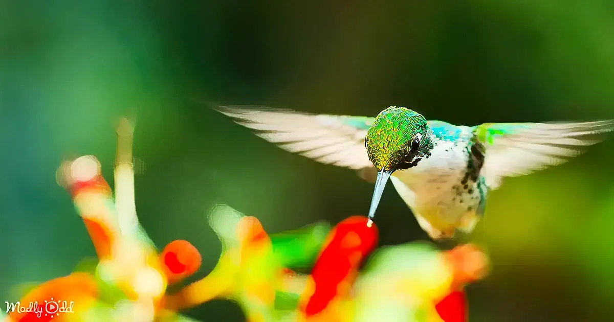 A hummingbird with vibrant green and white plumage hovers near a red flower, its wings blurred in motion.