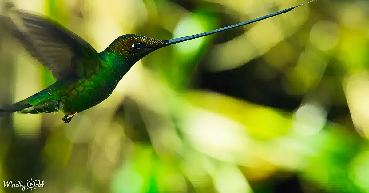 A vibrant green hummingbird with an elongated tail hovers gracefully against a blurred green background.