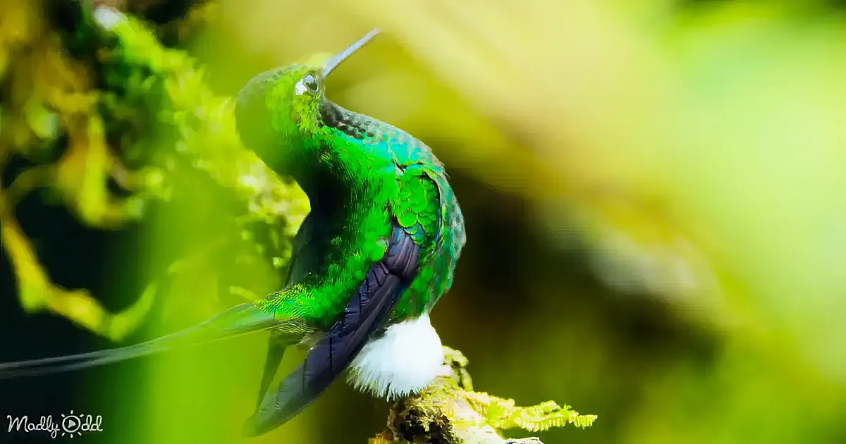 A vibrant green hummingbird with a long tail perches on mossy bark, surrounded by blurred greenery.