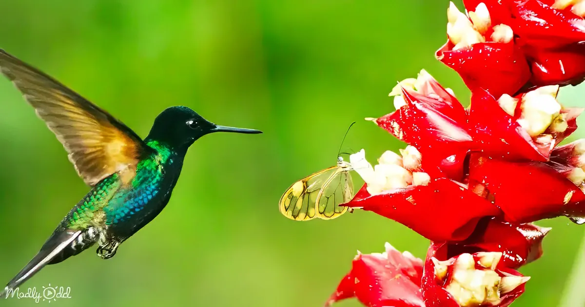 A vibrant hummingbird hovers near a butterfly on a red flower, both surrounded by lush greenery.