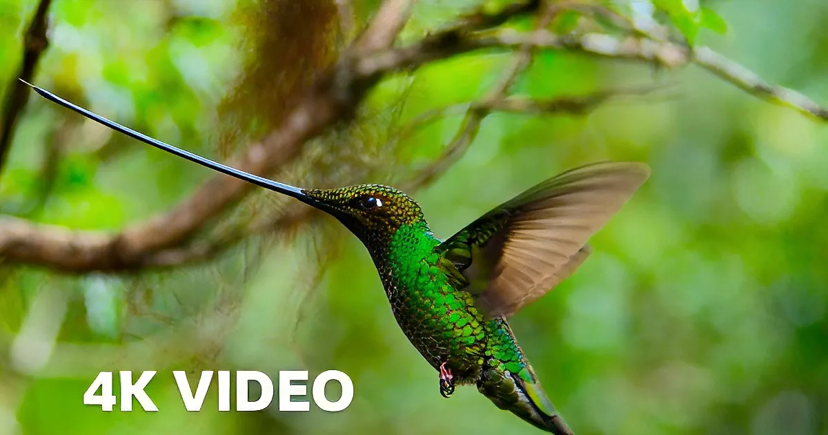 See the World''s Longest Bird Beak in This Stunning 4k Planet Earth Clip
